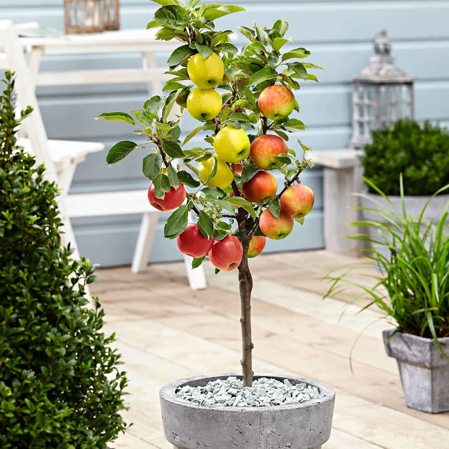 Apfelbaum auf Stamm, 3 Sorten in 1 - Drei Äpfel, ein Baum