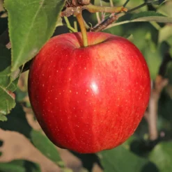 Apfelbaum 'Gala' - Süße Äpfel, leicht geerntet