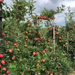 Apfelbaum 'Gala' - Süße Äpfel, leicht geerntet