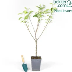 Apfelbaum 'Gala' - Süße Äpfel, leicht geerntet