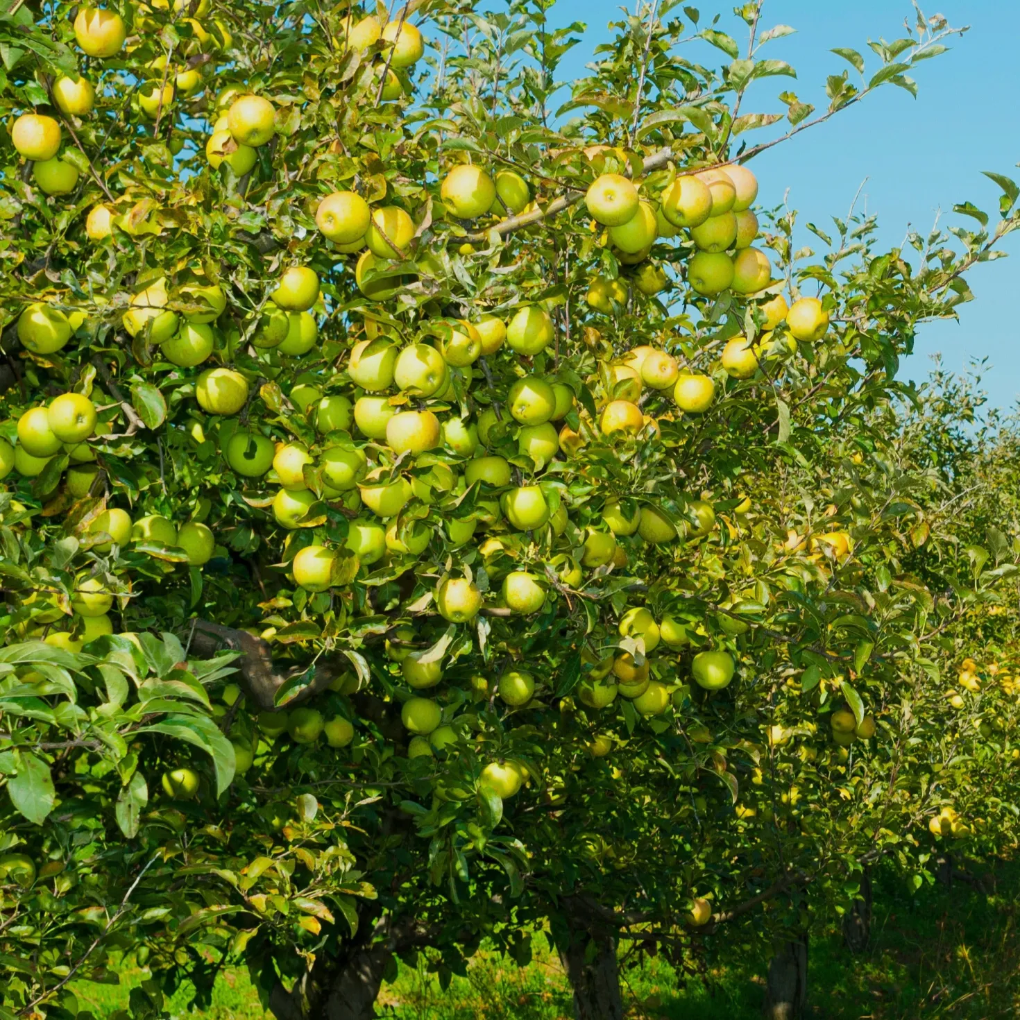 Apfelbaum ‘Golden Delicious’ - Süße Ernte, einfach gemacht