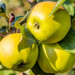 Apfelbaum ‘Golden Delicious’ - Süße Ernte, einfach gemacht
