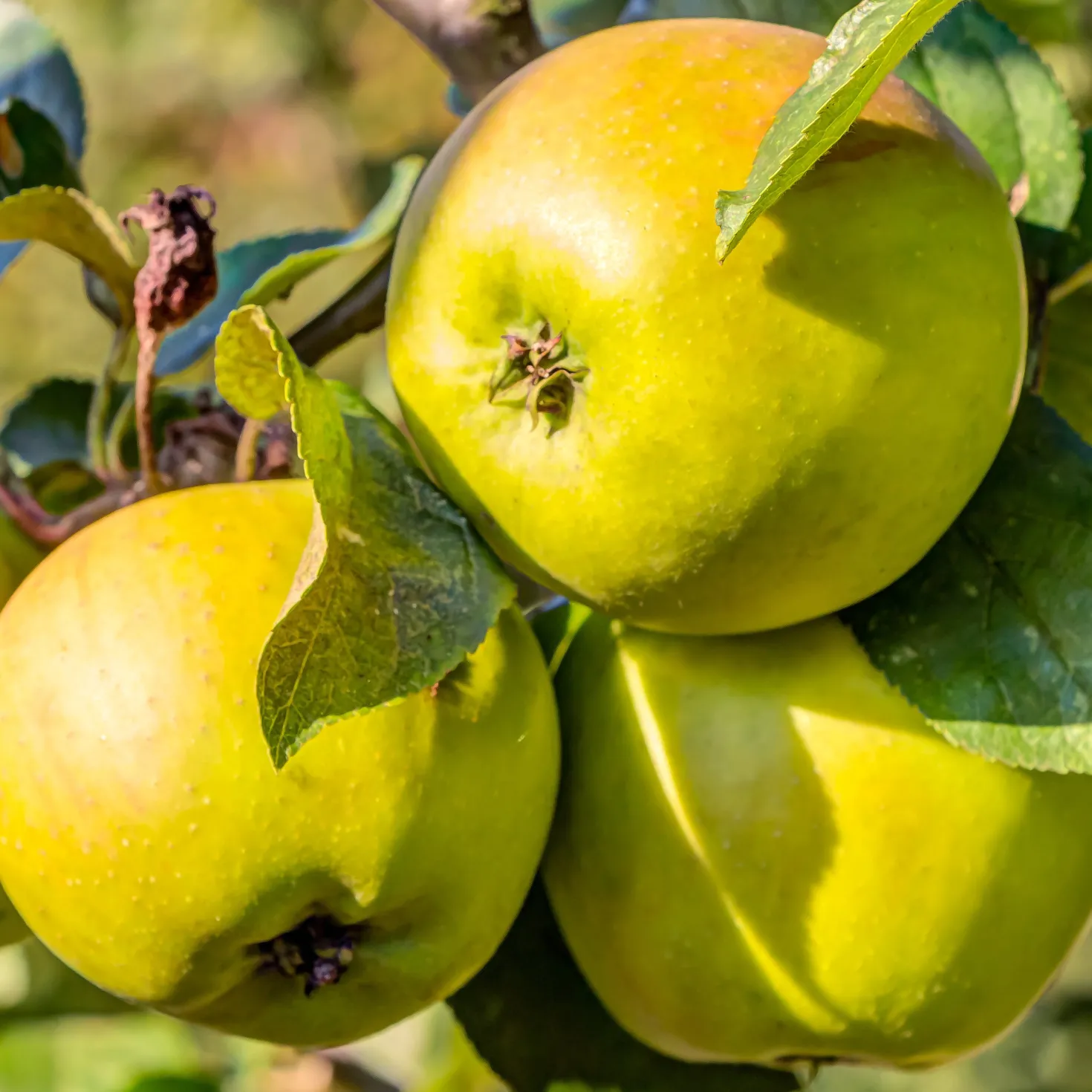 Apfelbaum ‘Golden Delicious’ - Süße Ernte, einfach gemacht
