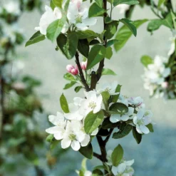 Apfelbaum ‘Golden Delicious’ - Süße Ernte, einfach gemacht
