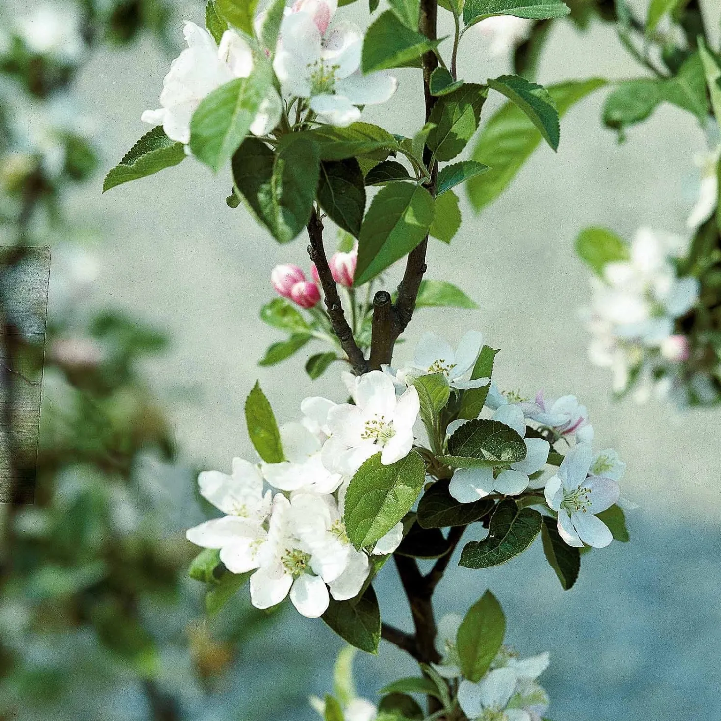 Apfelbaum ‘Golden Delicious’ - Süße Ernte, einfach gemacht