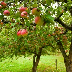Apfelbaum ‘Jonagold’ - Saftig süß, einfach geerntet