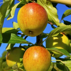 Apfelbaum-Kollektion 'Reine des reinettes', 'Cox's', 'Golden Delicious' - Schmackhafte Äpfel für jeden Geschmack