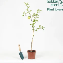 Apfelbaum ‘Reine des Reinettes’ - Der Apfel mit Charakter