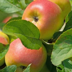 Apfelbaum ‘Reine des Reinettes’ - Der Apfel mit Charakter