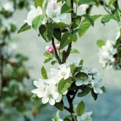 Apfelbaum ‘Reine des Reinettes’ - Der Apfel mit Charakter