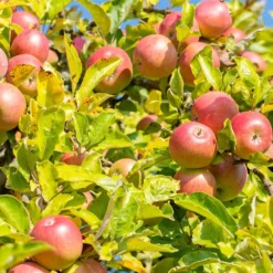 Apfelbaum ‘Reine des Reinettes’ - Der Apfel mit Charakter