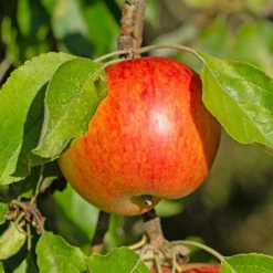 Apfelbaum ‘Reine des Reinettes’ - Der Apfel mit Charakter