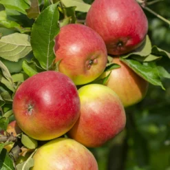 Apfelbaum ‘Reine des Reinettes’ - Der Apfel mit Charakter