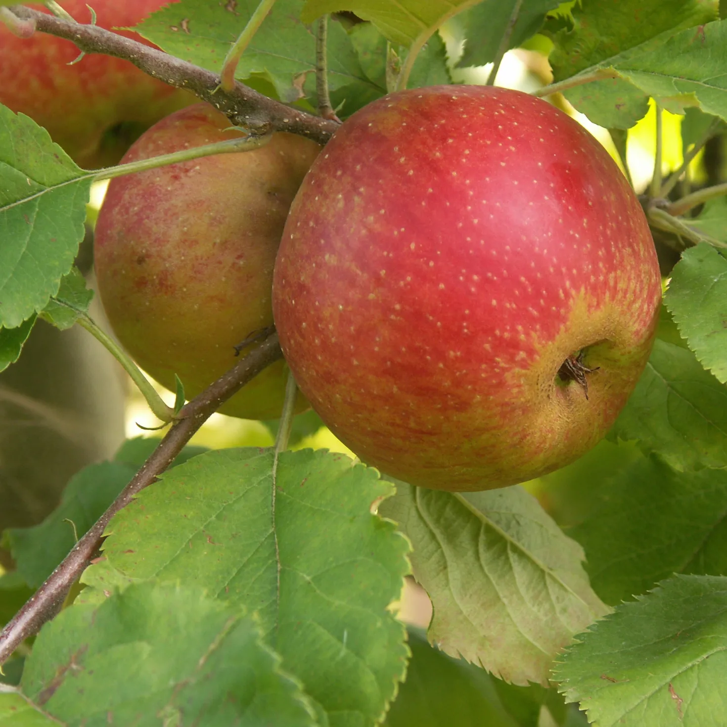 Apfelbaum Rode Boskoop - Kräftige Äpfel zum Backen