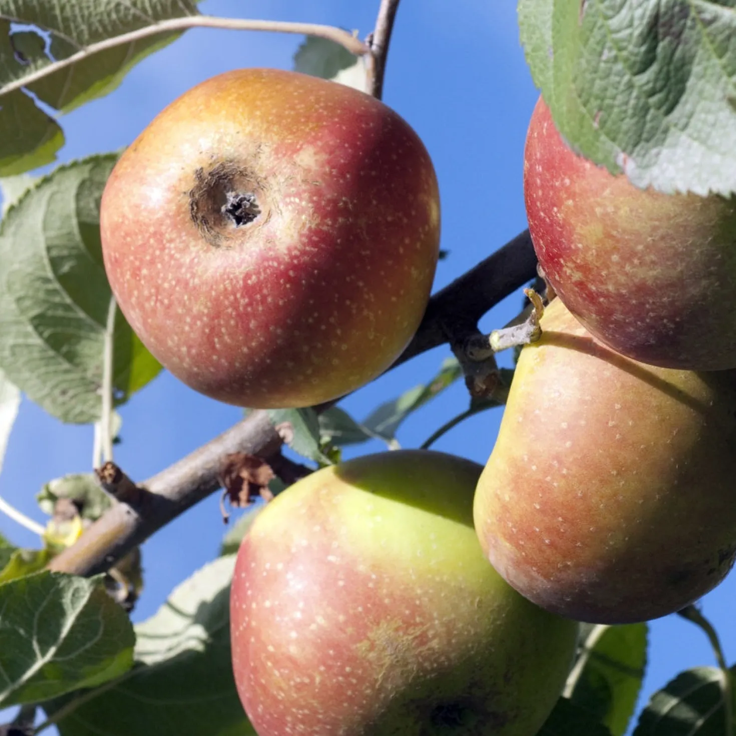 Apfelbaum Rode Boskoop - Kräftige Äpfel zum Backen