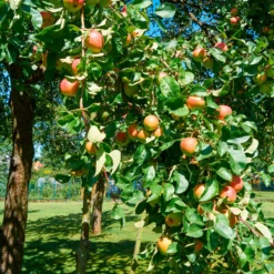 Apfel Braeburn - Knackig süß bis Weihnachten