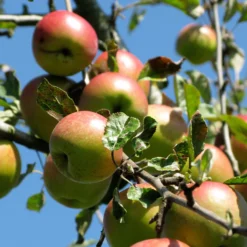 Apfel Braeburn - Knackig süß bis Weihnachten