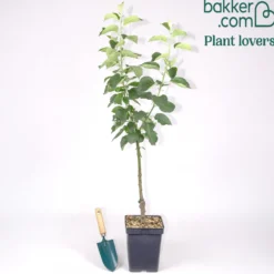 Apfel Bramleys Seedling - Der König der Kochäpfel