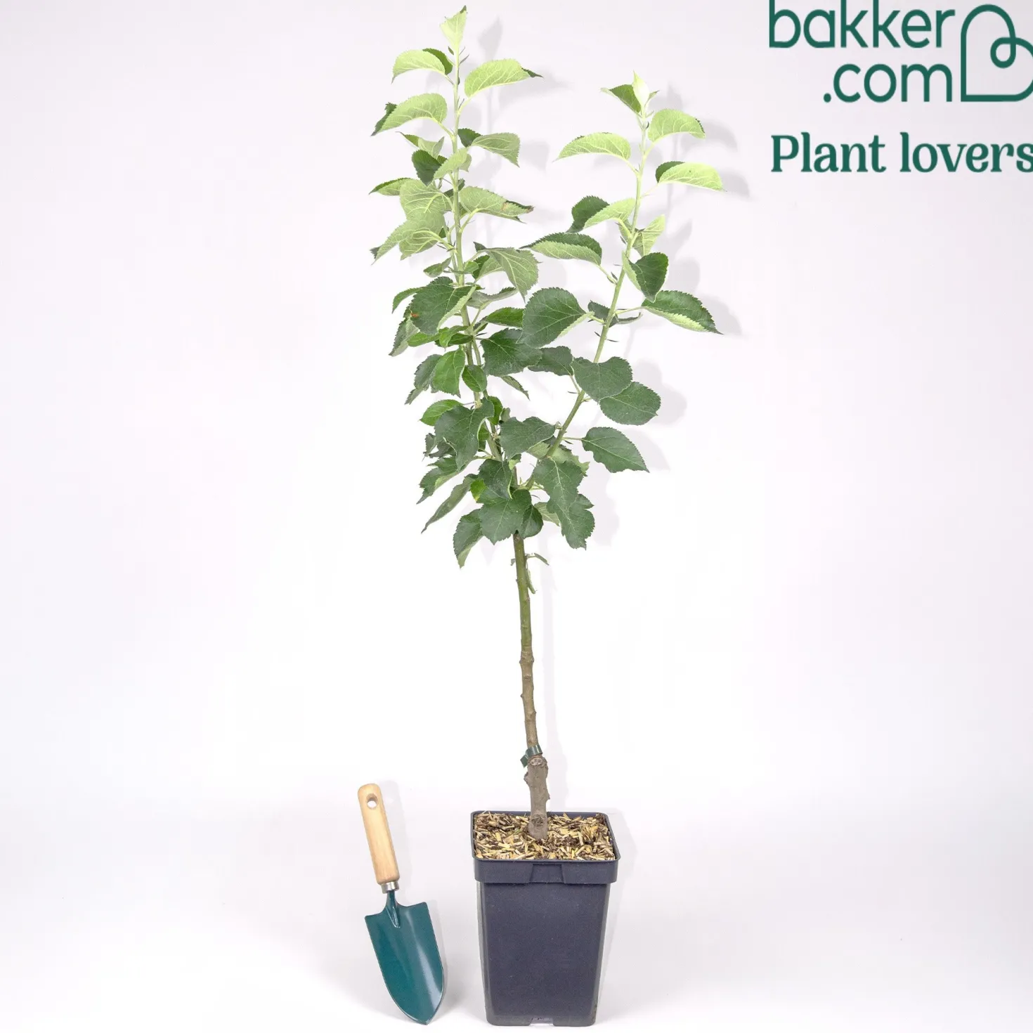 Apfel Bramleys Seedling - Der König der Kochäpfel