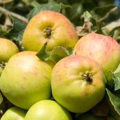 Apfel Bramleys Seedling - Der König der Kochäpfel
