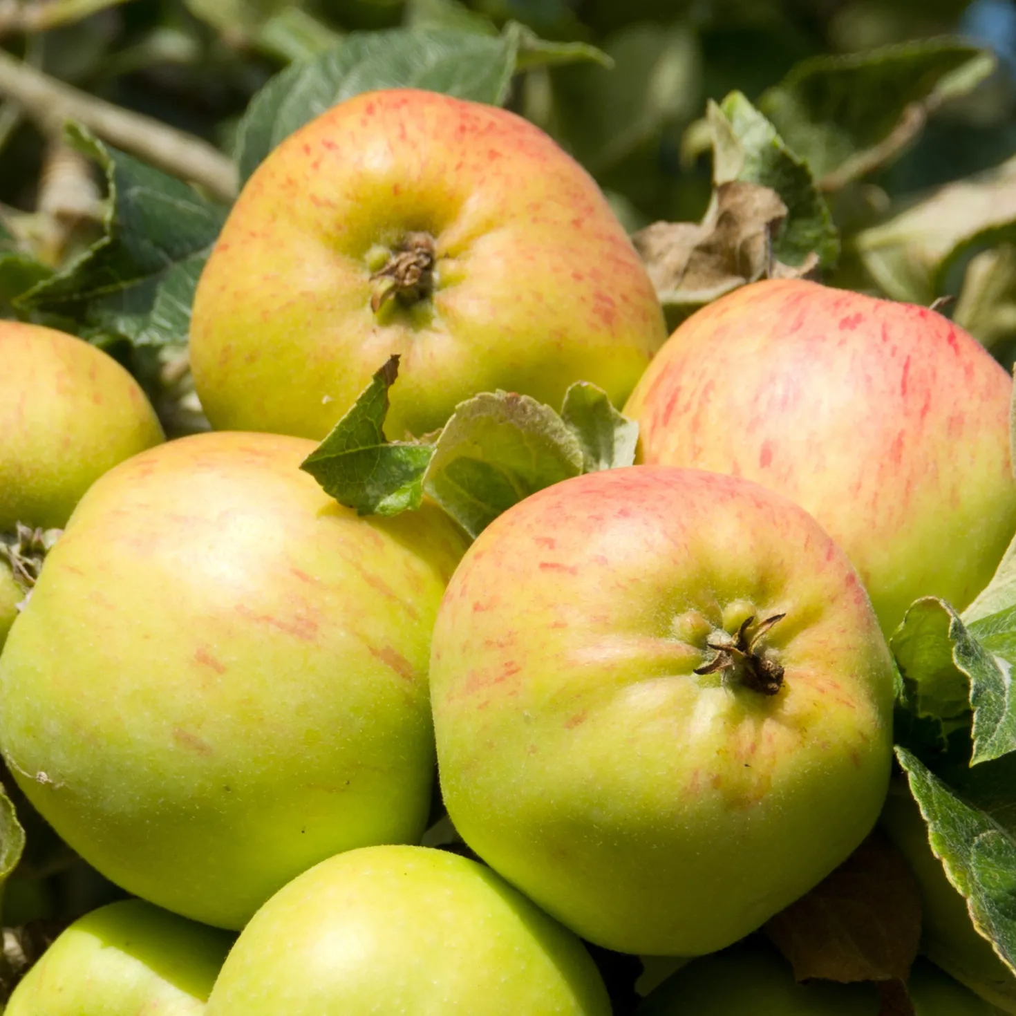 Apfel Bramleys Seedling - Der König der Kochäpfel