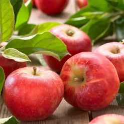 Apfel Elstar - Süß-säuerlich, direkt vom Baum