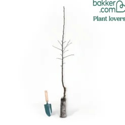 Apfel Elstar - Süß-säuerlich, direkt vom Baum