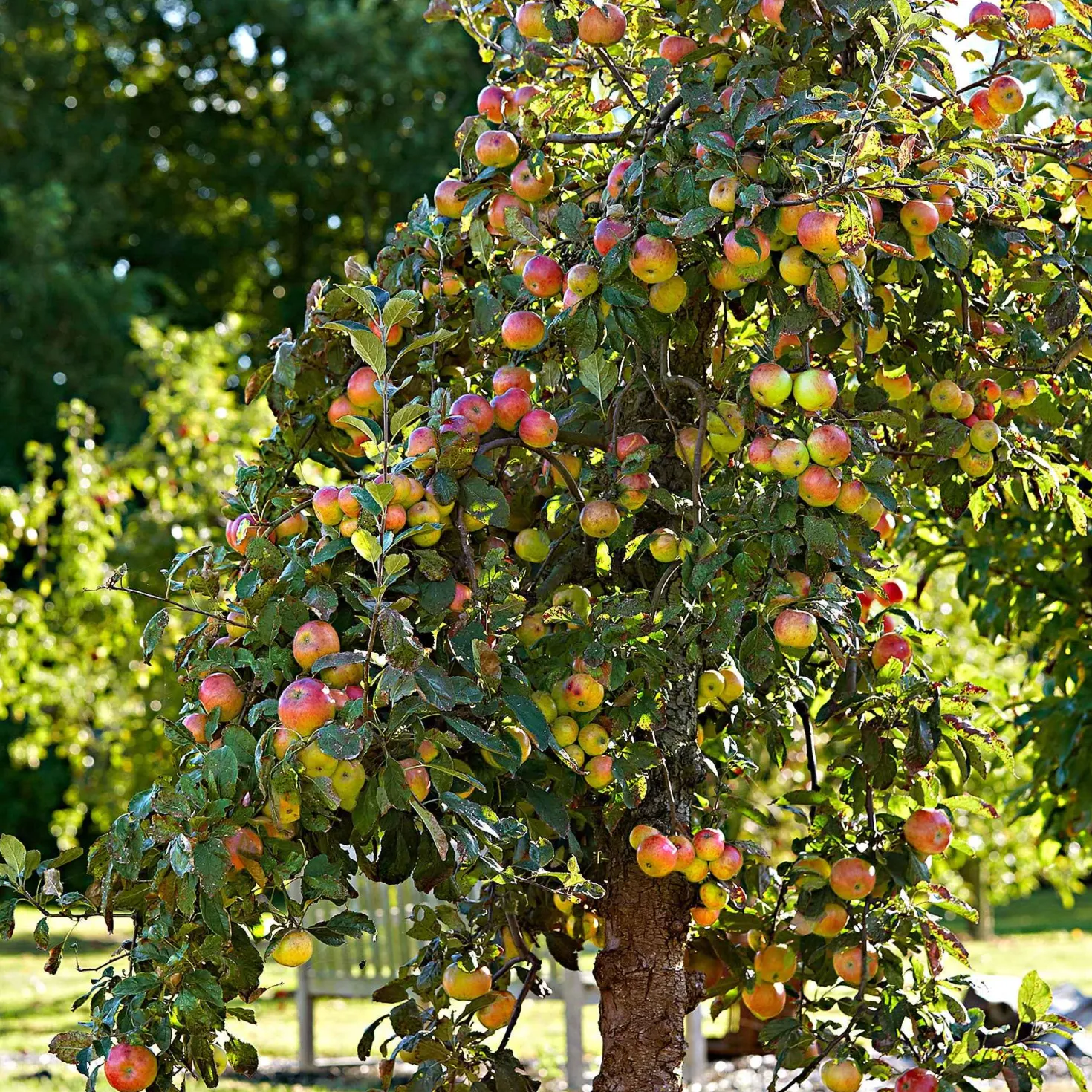 Apfel Elstar - Süß-säuerlich, direkt vom Baum