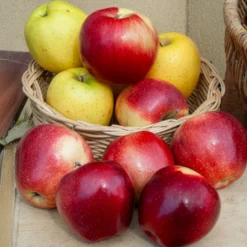 Apfel Gloster - Knackige Äpfel im Oktober