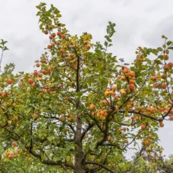 Apfel Gravensteiner - Aromaäpfel wie früher