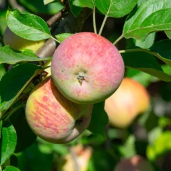 Apfel Gravensteiner - Aromaäpfel wie früher