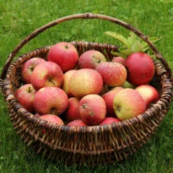 Apfel Ingrid Marie - Süß-säuerlich, einfach reif