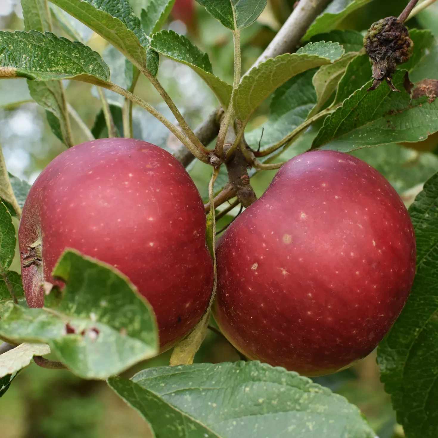 Apfel Ingrid Marie - Süß-säuerlich, einfach reif