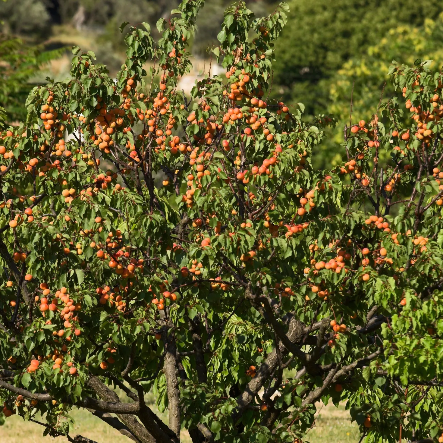 Aprikosenbaum Bergeron - Süße Aprikosen frisch geerntet