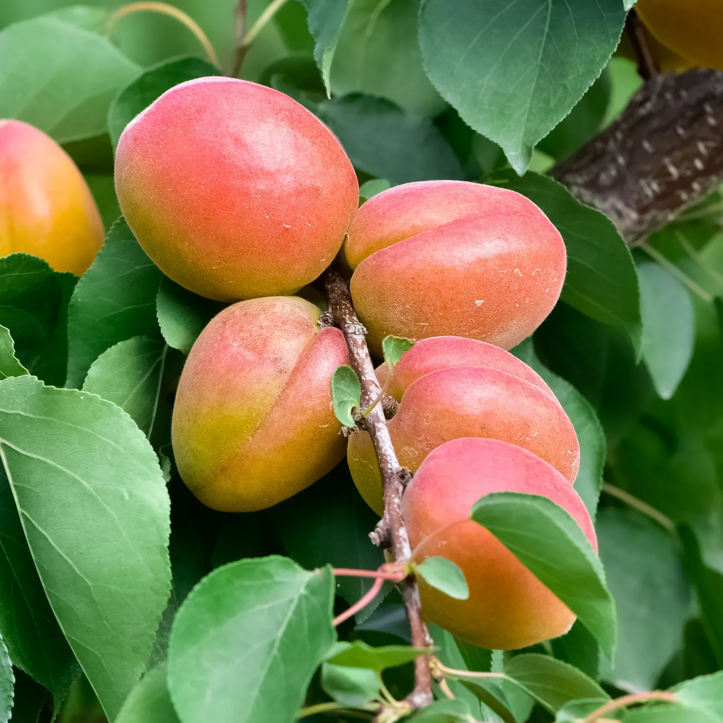Aprikosenbaum Bergeron - Süße Aprikosen frisch geerntet
