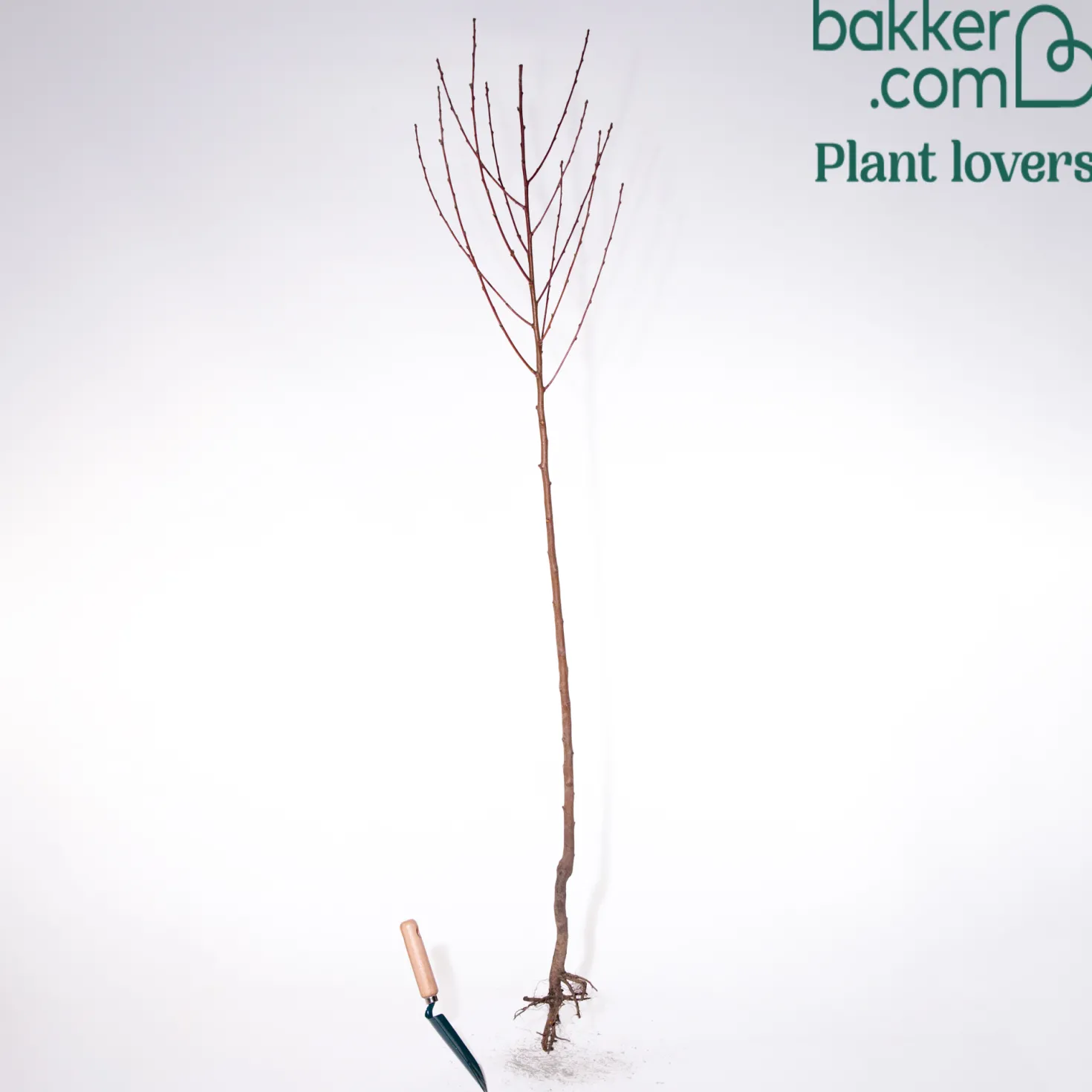 Aprikosenbaum Bergeron - Süße Aprikosen frisch geerntet