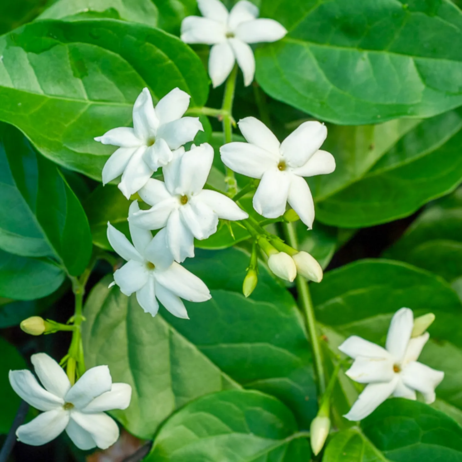 Arabischer Jasmin - Duft, der den Sommer füllt