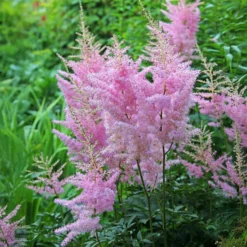Arends Prachtspiere Anita Pfeifer - Rosa Blüten im Schatten