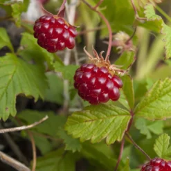 Arktische Himbeere - Süße Beeren am Boden