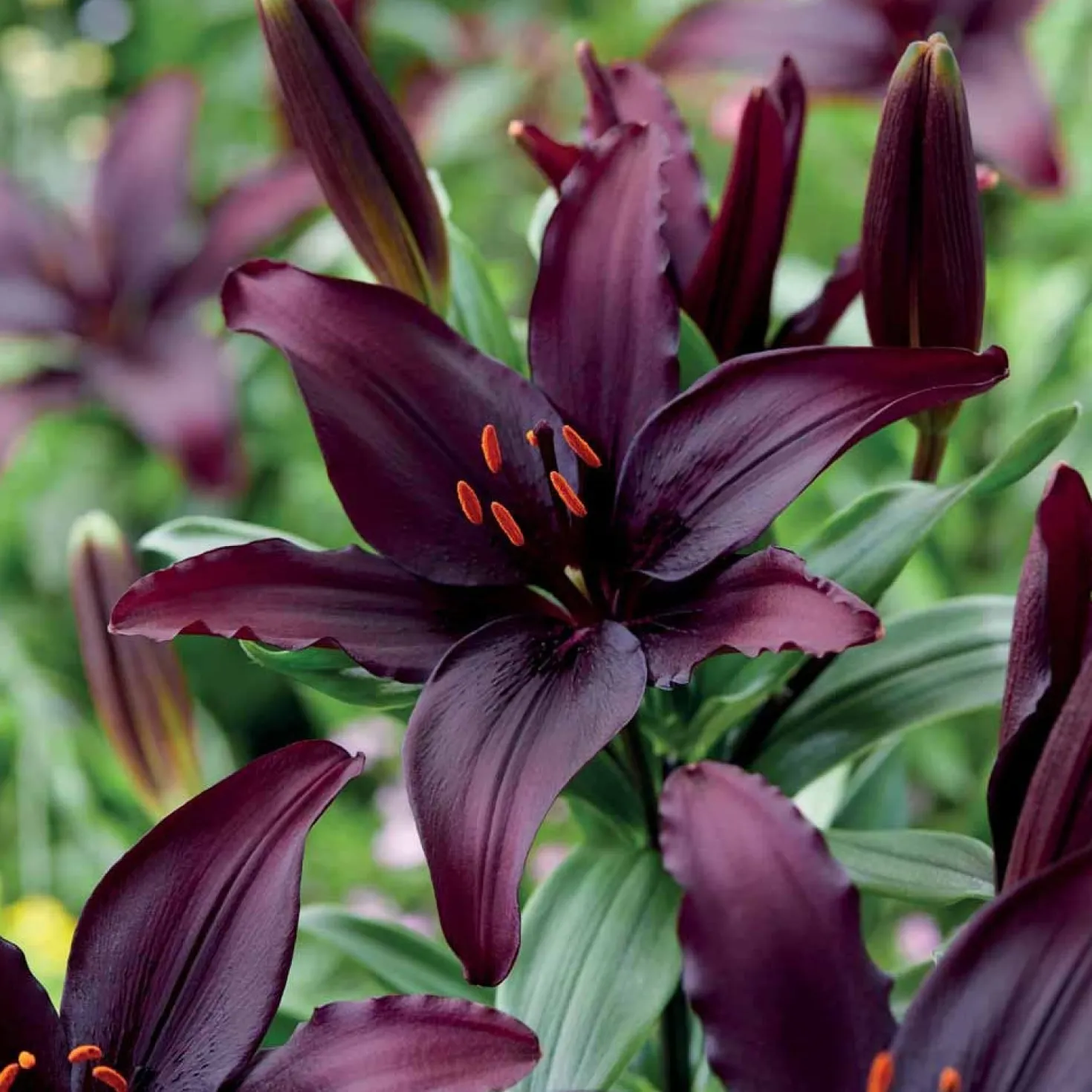Asiatische Lilie 'Blacklist' (x5) - Dramatisch dunkle Blüten
