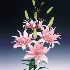 Asiatische Lilie 'Elodie' (x3) - Rosa Blüten den ganzen Sommer