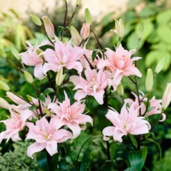 Asiatische Lilie 'Elodie' (x3) - Rosa Blüten den ganzen Sommer