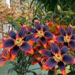 Asiatische Lilie Forever Susan (x5) - Feurige Blüten den ganzen Sommer