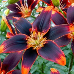 Asiatische Lilie Forever Susan (x5) - Feurige Blüten den ganzen Sommer