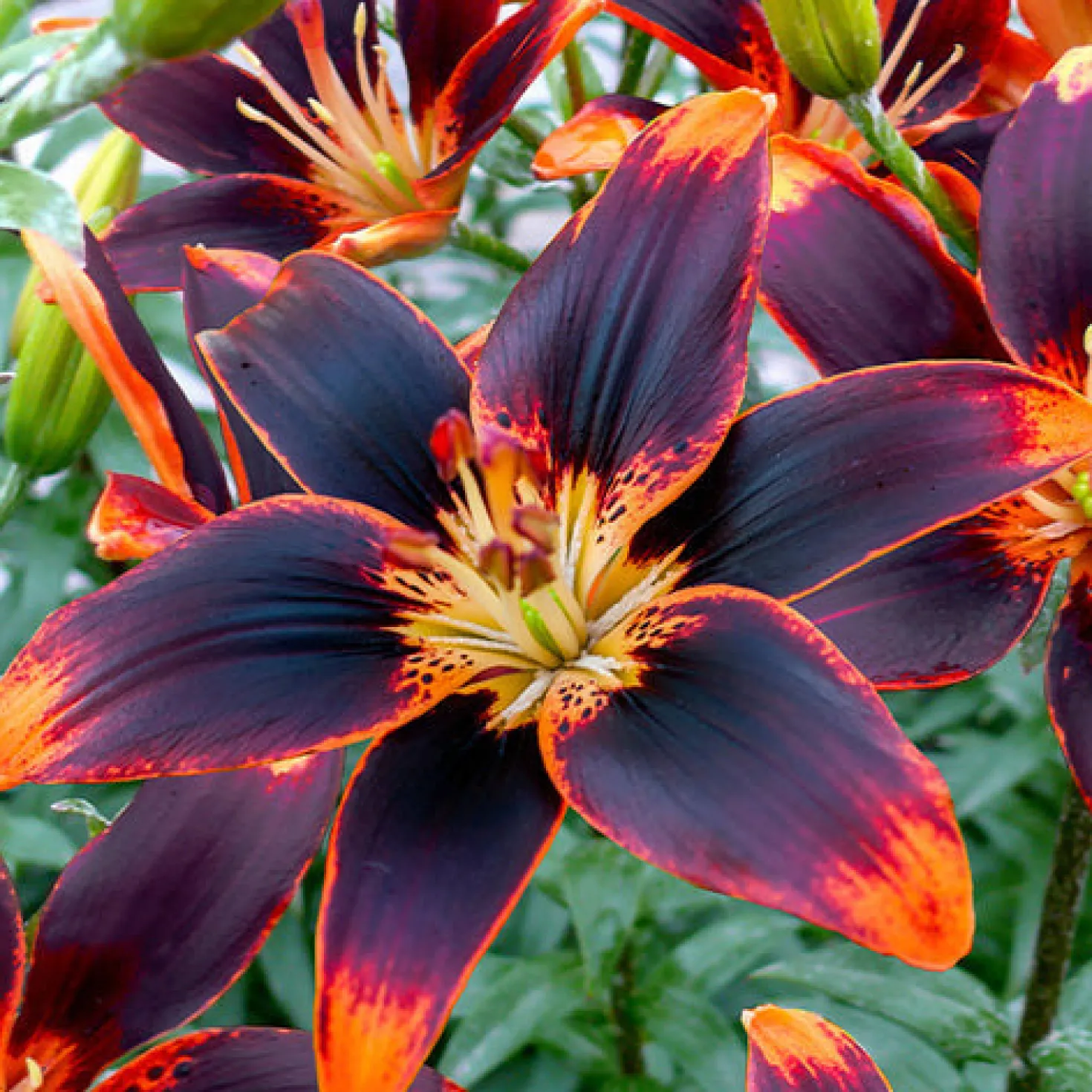 Asiatische Lilie Forever Susan (x5) - Feurige Blüten den ganzen Sommer