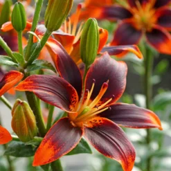 Asiatische Lilie Forever Susan (x5) - Feurige Blüten den ganzen Sommer