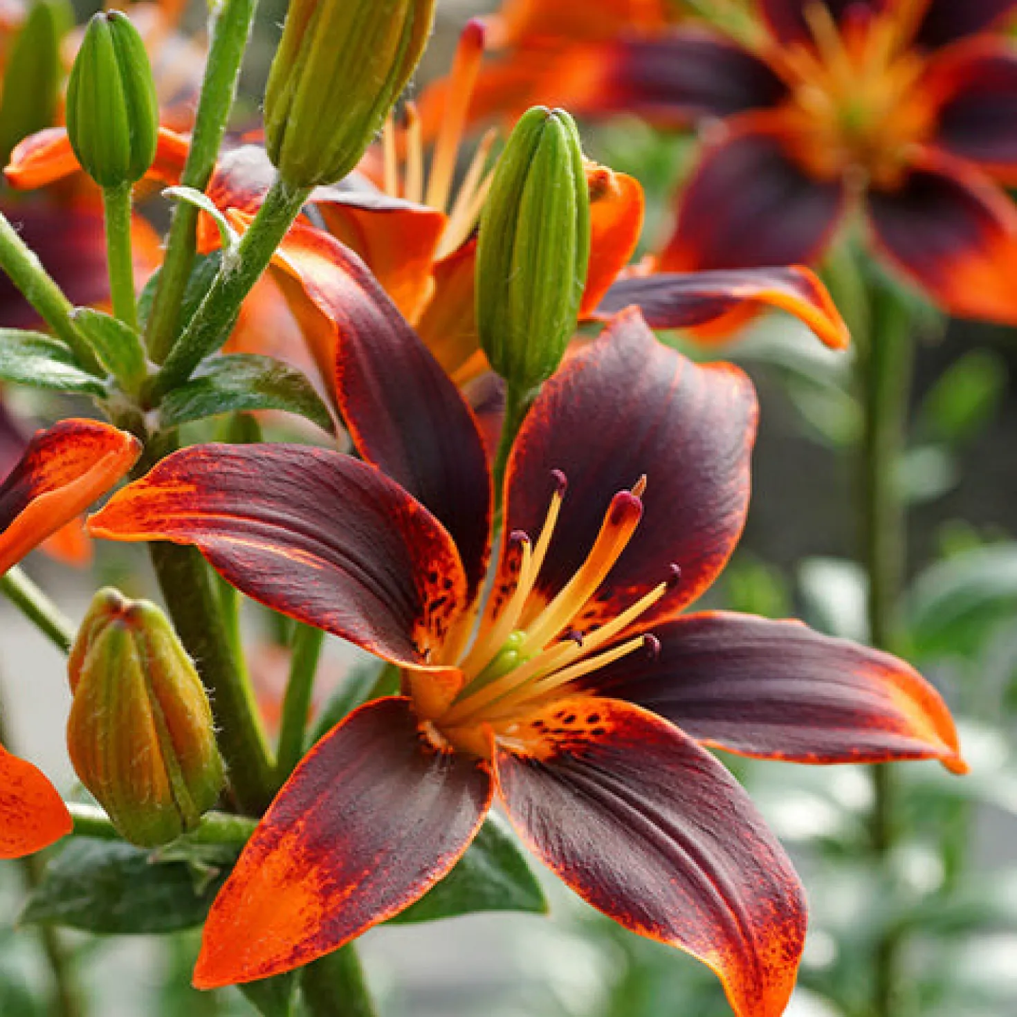 Asiatische Lilie Forever Susan (x5) - Feurige Blüten den ganzen Sommer