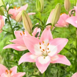 Asiatische Lilie 'Levi' - Rosa Blüten, ganz einfach