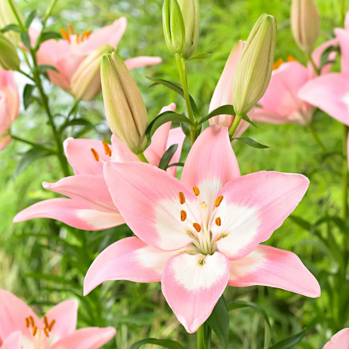 Asiatische Lilie 'Levi' - Rosa Blüten, ganz einfach