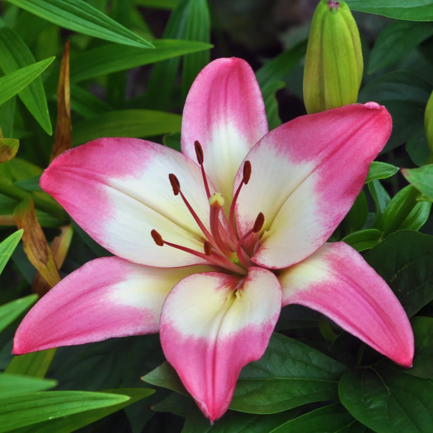 Asiatische Lilie 'Levi' - Rosa Blüten, ganz einfach